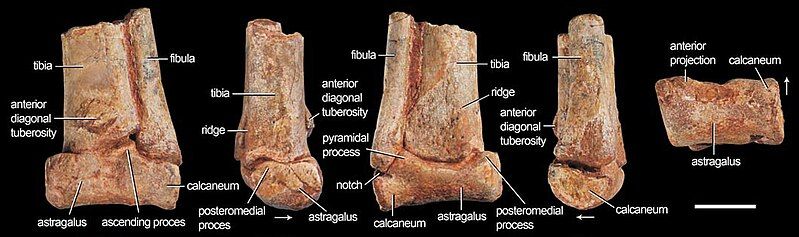 File:Lepidus ankle.jpg