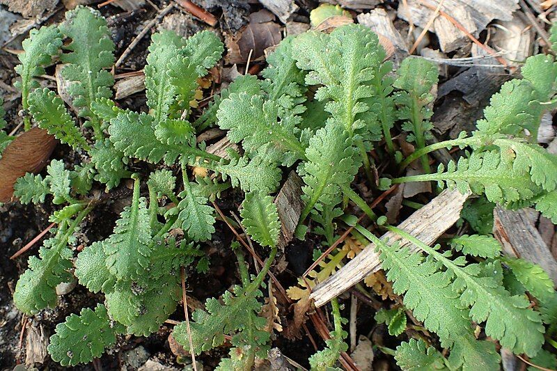 File:Leptinella dioica kz04.jpg