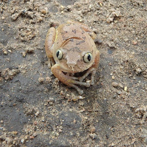 File:Leptopelis broadleyi00.jpg