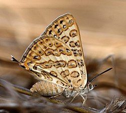 Ventral view