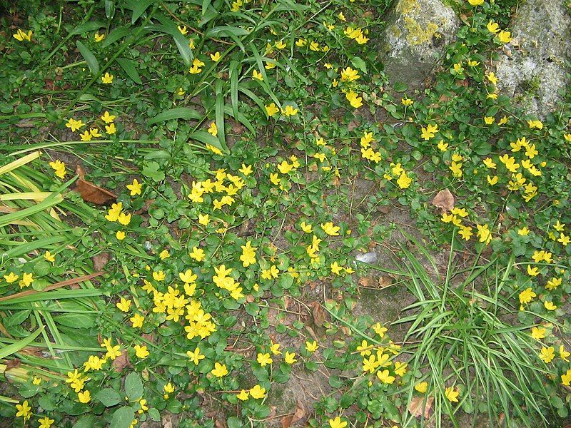 File:Lysimachia nummularia003.jpg