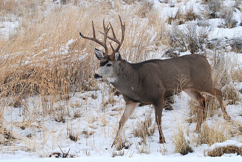 File:Mule Deer (5711528978).jpg