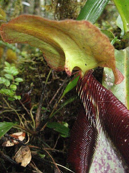 File:Nepenthes izumiae 2.JPG