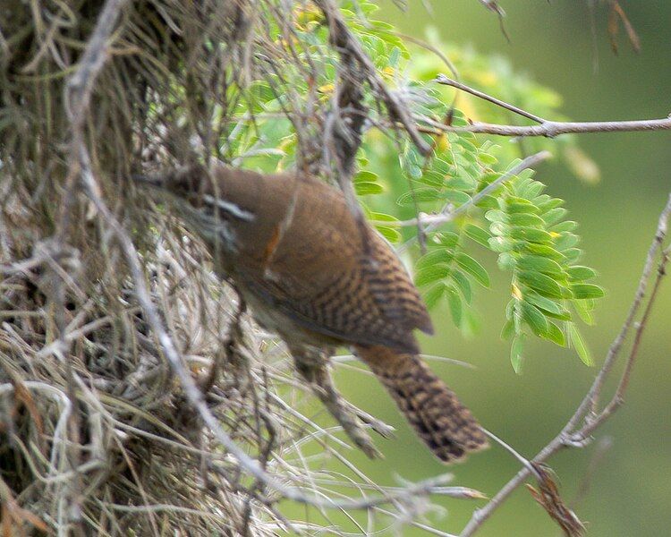 File:Niceforo's Wren.jpg