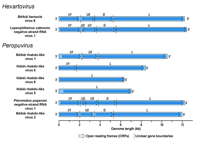 File:ONSR.Arto.Fig2.v4 WEB.png