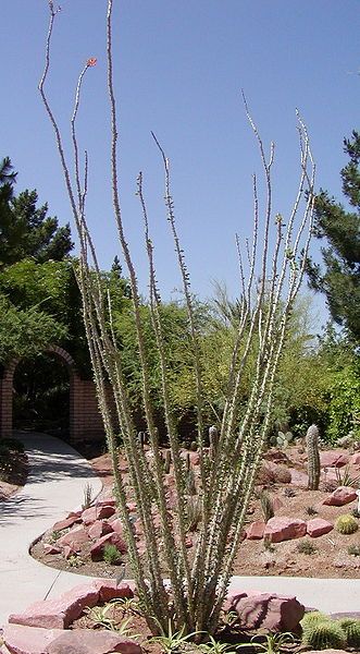 File:Ocotillo-400px.jpg