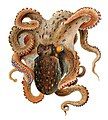 Octopus vulgaris