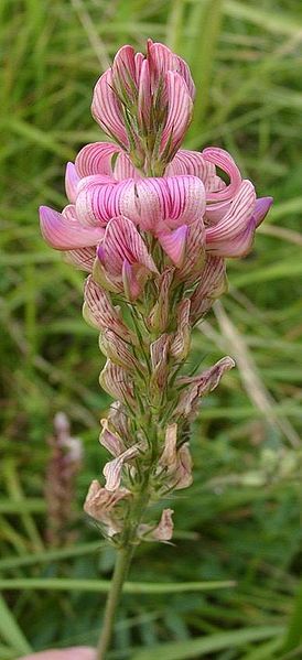 File:OnobrychisViciifolia.jpg