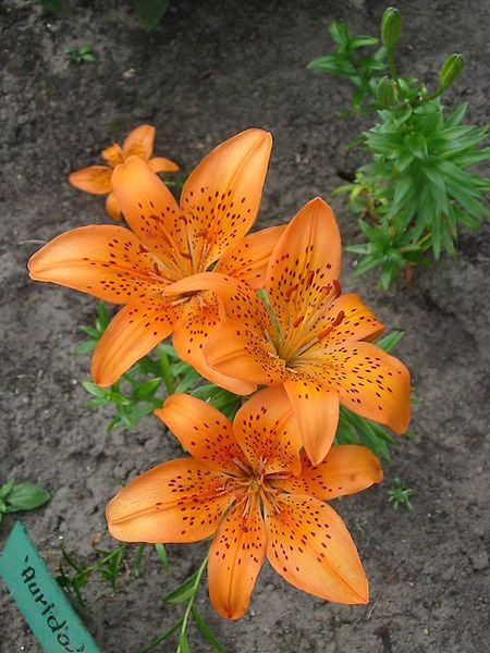 File:Orangeflower.jpg