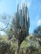 Pachycereus weberi