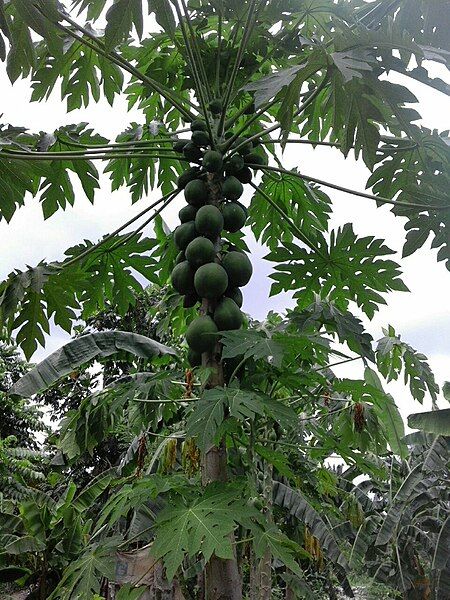 File:Papaya tree DRC.jpg