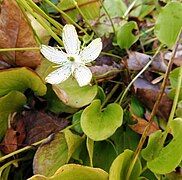 Parnassia grandifolia