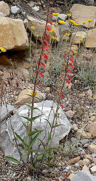 File:Penstemon eatonii 4.jpg