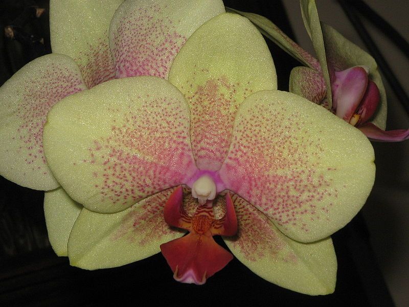 File:Phalaenopsis cv04.jpg