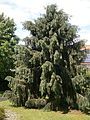 Picea breweriana