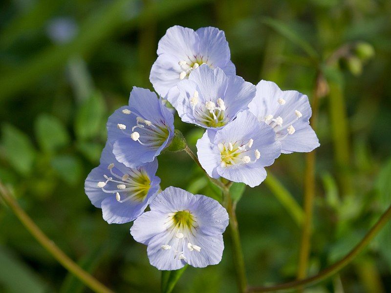 File:Polemonium reptans 2009.jpg