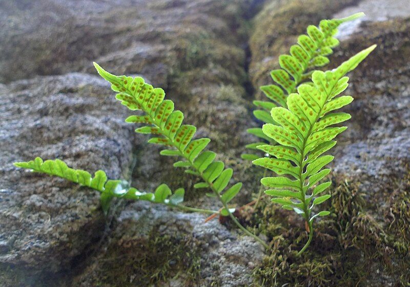 File:Polypodium hesperium.jpg