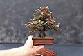 Prunus cerasifera bonsai (shohin size)