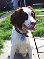 English Springer Spaniel