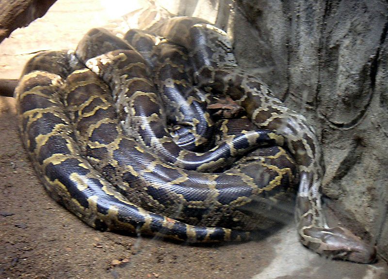 File:Python molurus.jpg