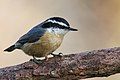 Red-breasted Nuthatch, Setauket, NY