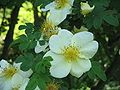 Rosa xanthina close-up