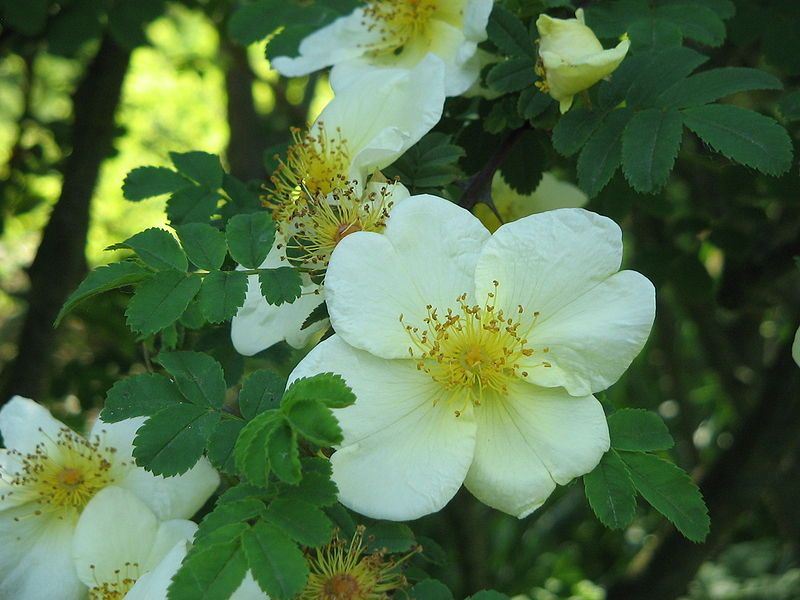 File:Rosa xanthina close-up.jpg