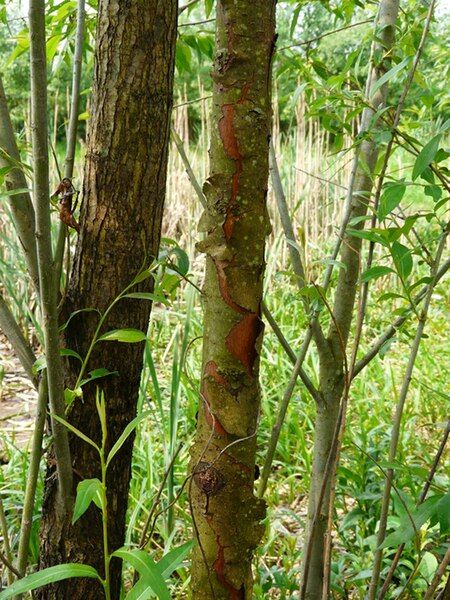 File:Salix triandra bark.JPG