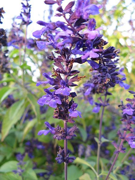 File:Salvia 'Indigo Spires'1.jpg