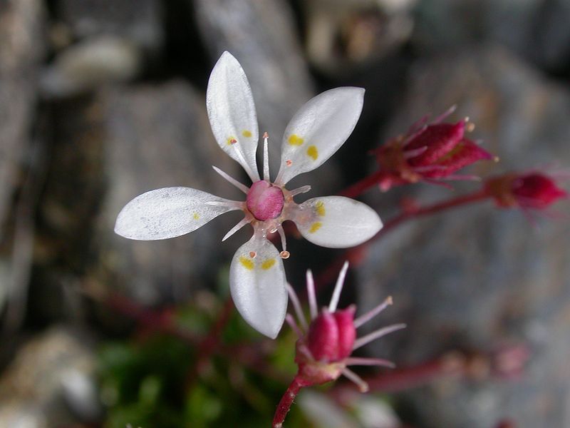 File:Saxifraga stellaris1.JPG