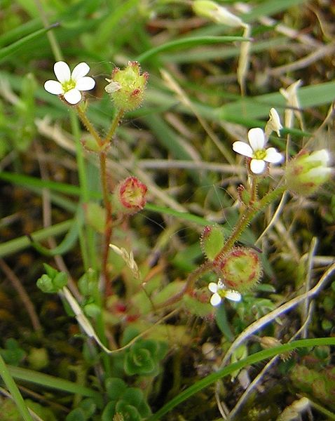 File:Saxifraga tridactylites3.jpg