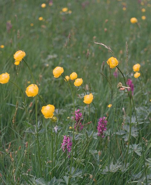 File:SchoenbuchTrollblumen1.jpg