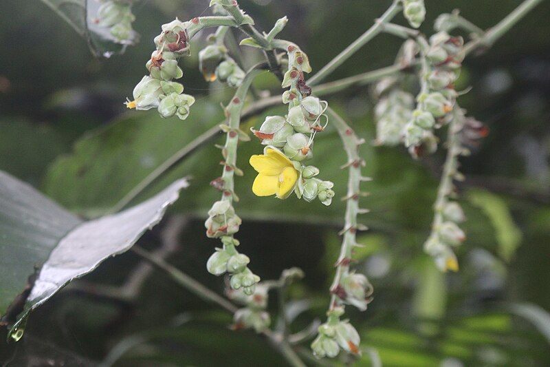 File:Schumacheria castaneifolia 369945865.jpg