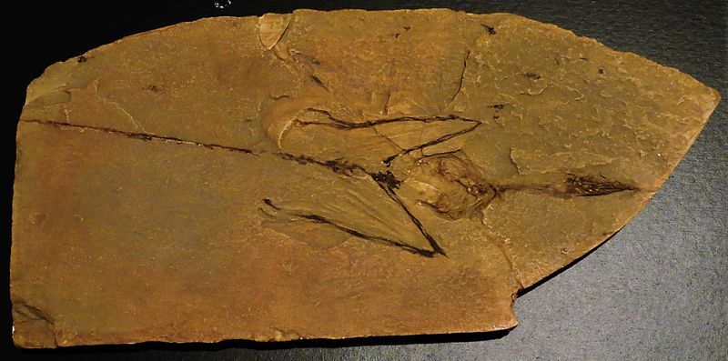 File:Sharovipteryx mirabilis fossil.JPG