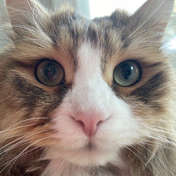 File:Siberian Cat Close.jpg