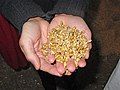 Image 11Malted barley before kilning or roasting (from Brewing)