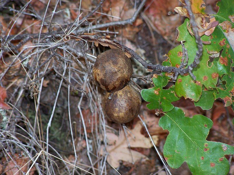 File:Table Rock Galls.jpg