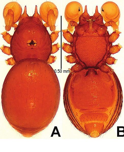 File:Tetrablemma ziyaoensis m.jpg