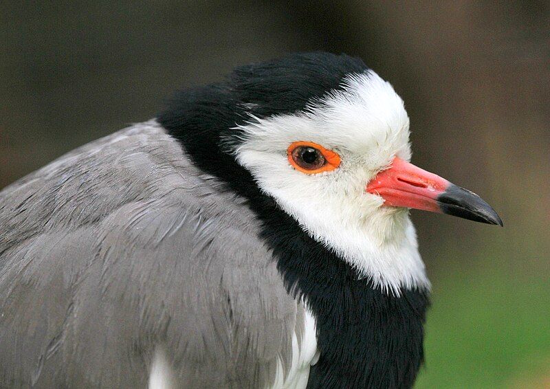 File:Vanellus crassirostris (15721462002).jpg