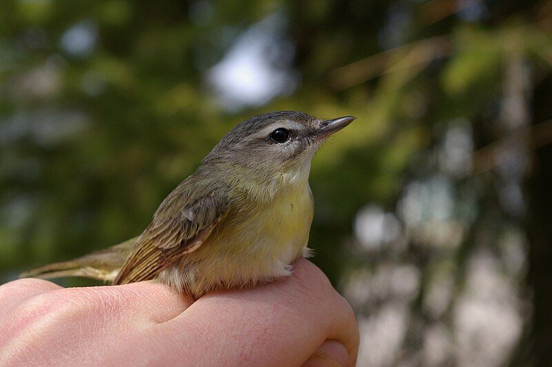 File:Vireo philadelphicus.jpg