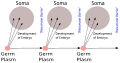 Image 8August Weismann's germ plasm theory. The hereditary material, the germ plasm, is confined to the gonads. Somatic cells (of the body) develop afresh in each generation from the germ plasm. (from History of genetics)