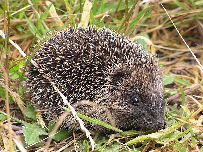 File:Young hedgehog.jpg