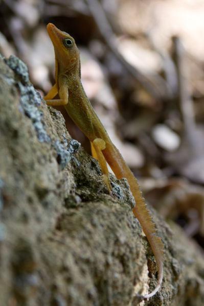 File:Anolis oculatus sunbathing.png