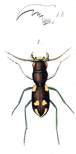 File:Apteroessa.jpg