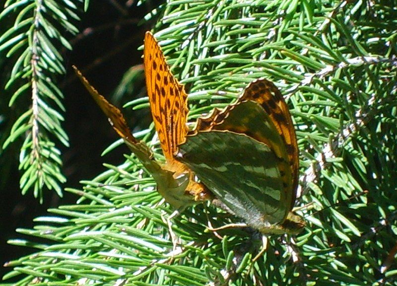 File:Argynnis paphia mating.jpg