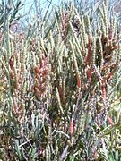 Salicornia perennis, Salicornioideae