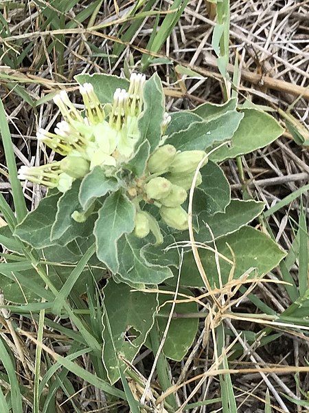 File:Asclepias oenotheroides.jpg