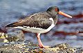 Eurasian oystercatcher, Haematopus ostralegus