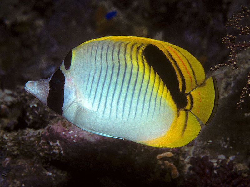 File:Bep chaetodon oxycephalus.jpg