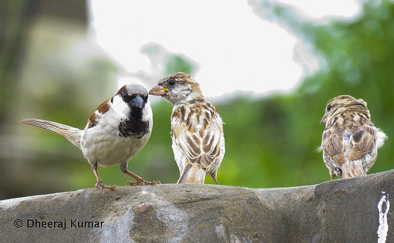 File:Birds in Tharparkar.jpg